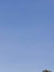 Haliaeetus albicilla