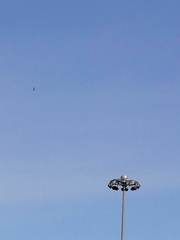 Haliaeetus albicilla