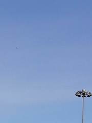 Haliaeetus albicilla