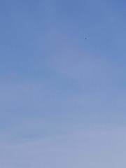 Haliaeetus albicilla