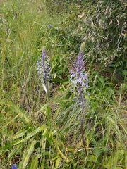Scilla hyacinthoides
