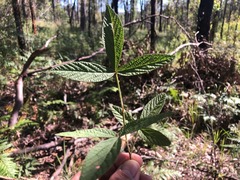Flemingia parviflora