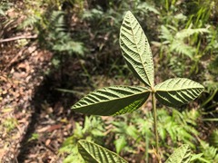 Flemingia parviflora