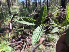 Flemingia parviflora