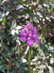 Neotinea tridentata