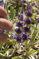 Salvia sonomensis