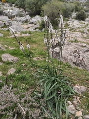 Asphodelus macrocarpus