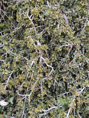Rhamnus myrtifolia