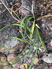 Haemodorum austroqueenslandicum