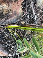 Haemodorum austroqueenslandicum