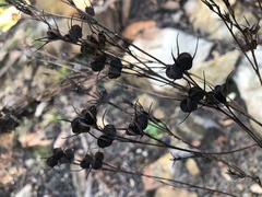 Haemodorum austroqueenslandicum