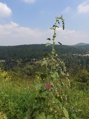 Alcea setosa