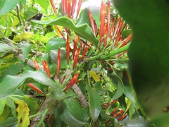Agelanthus kraussianus
