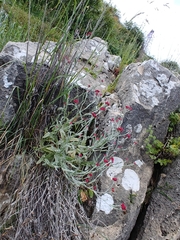 Helichrysum sanguineum