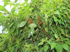 Agelanthus kraussianus