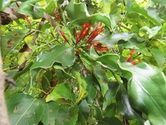 Agelanthus kraussianus