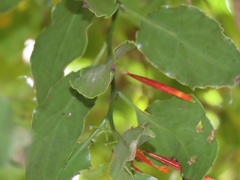 Agelanthus kraussianus