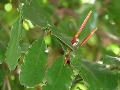 Agelanthus kraussianus