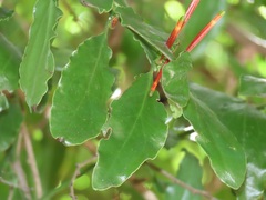 Agelanthus kraussianus