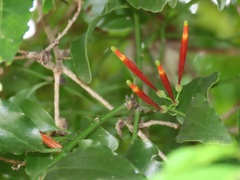 Agelanthus kraussianus