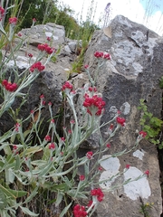 Helichrysum sanguineum