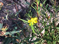 Hibbertia monticola