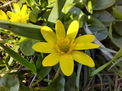 Ficaria verna