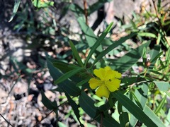 Hibbertia monticola