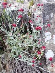 Helichrysum sanguineum