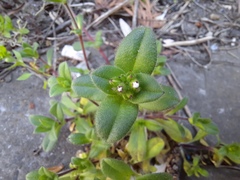 Cerastium glomeratum