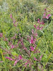 Salvia hierosolymitana