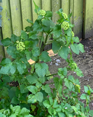 Smyrnium olusatrum