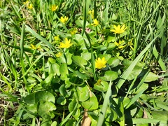 Ficaria verna