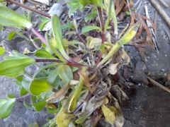 Cerastium glomeratum