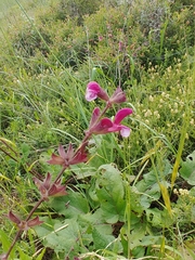 Salvia hierosolymitana