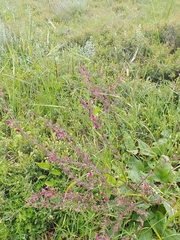Salvia hierosolymitana