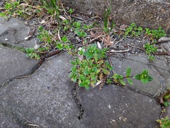 Cerastium glomeratum