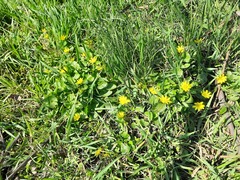 Ficaria verna