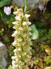Orchis galilaea