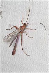 Dicamptus fuscicornis