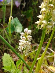 Orchis galilaea