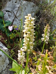 Orchis galilaea