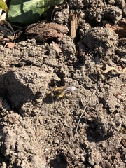 Andrena haemorrhoa