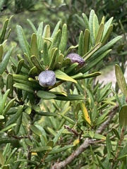 Pittosporum bicolor
