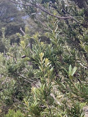 Pittosporum bicolor