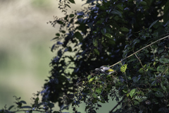 Hemixos flavala flavala