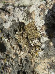 Xanthoparmelia loxodes