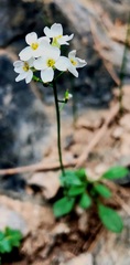 Draba borealis
