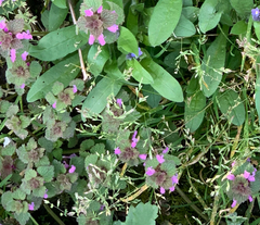 Lamium purpureum