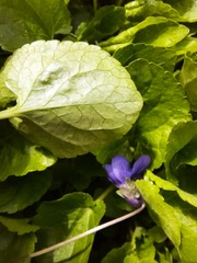 Viola odorata